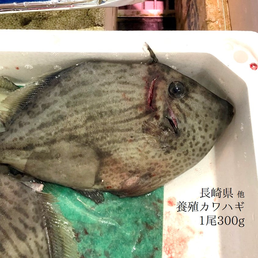 カワハギ  鮍 養殖 1尾約300g前後 長崎・大分県産 など 浜締め【ヨウハギ300g】冷蔵 豊洲直送