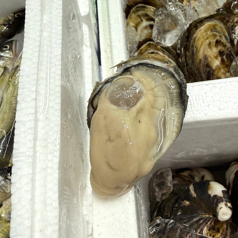 希海 殻付き牡蠣（生食用）10個入り 佐賀県太良町大浦周辺 商品写真 サブ1