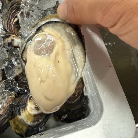 希海 殻付き牡蠣（生食用）10個入り 佐賀県太良町大浦周辺 商品写真 サブ2