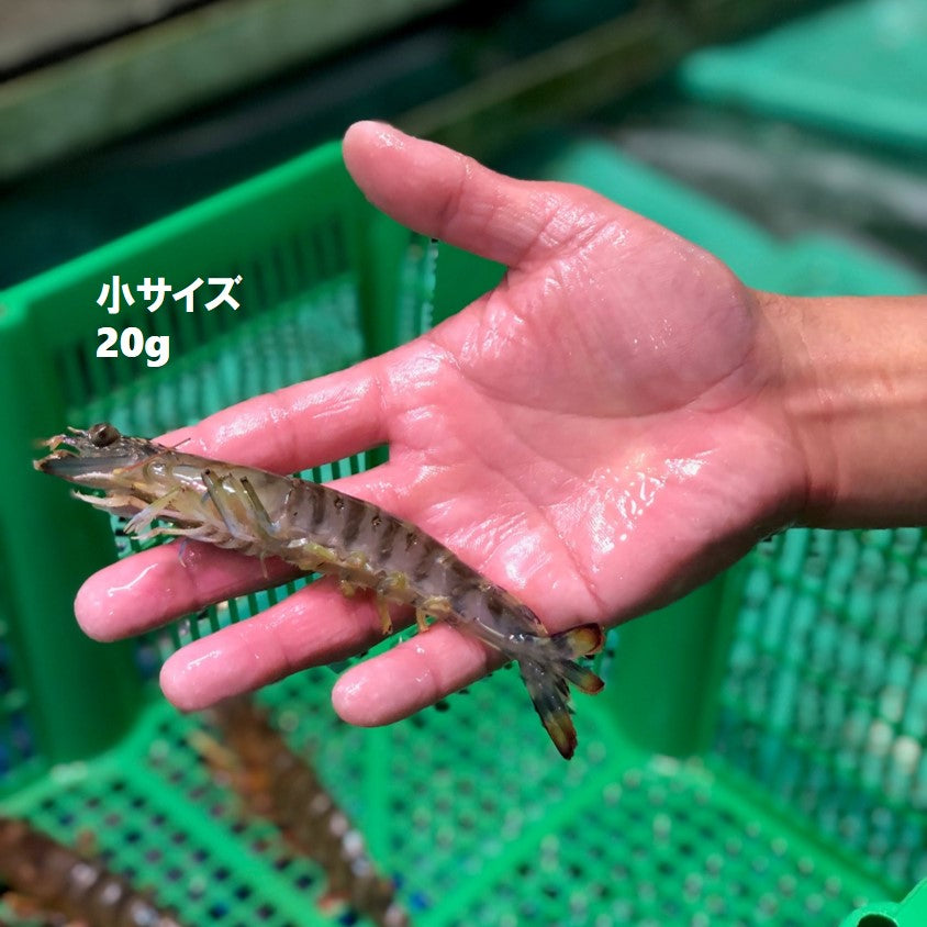 活け 高級車海老 生 九州産 他 10尾（小～特大サイズ）豊洲直送 車エビ 車えび クルマエビ【活車エビ10尾】 冷蔵