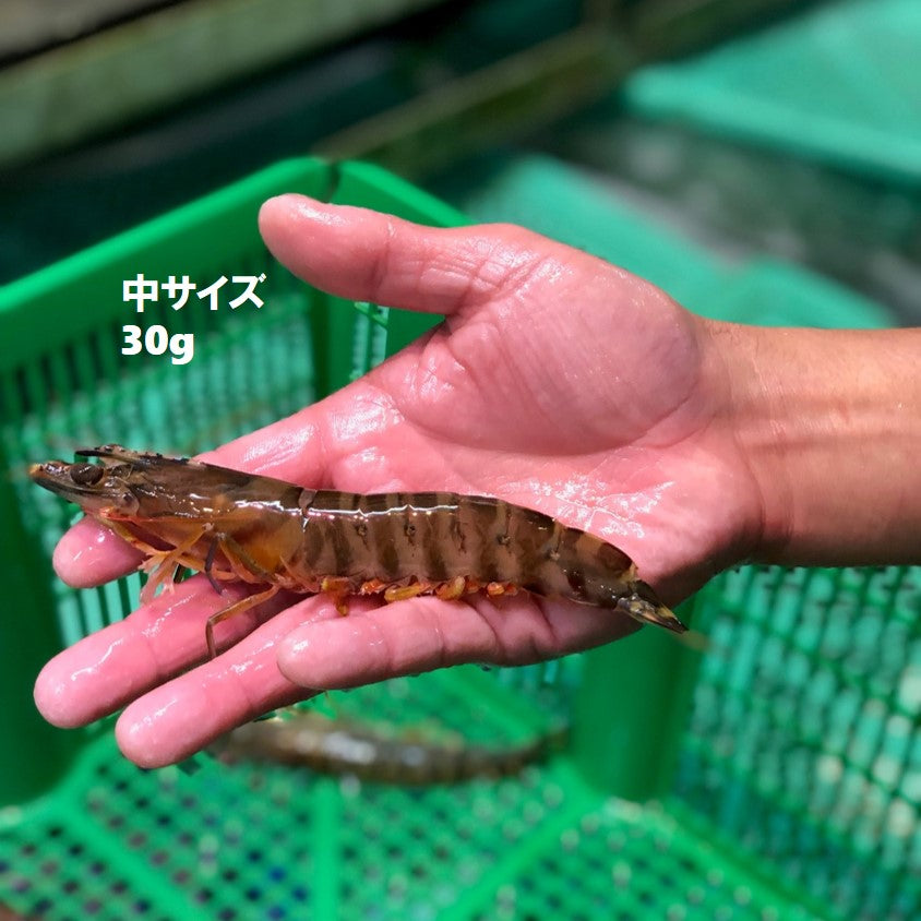 活け 高級車海老 生 九州産 他 10尾（小～特大サイズ）豊洲直送 車エビ 車えび クルマエビ【活車エビ10尾】 冷蔵