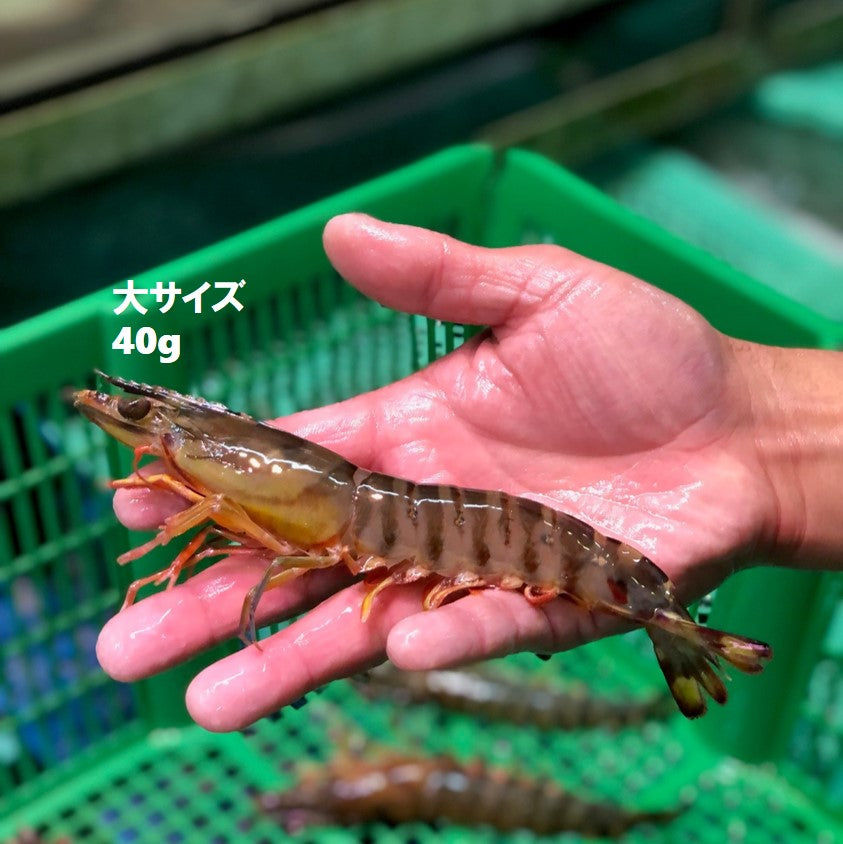 活け 高級車海老 生 九州産 他 10尾（小～特大サイズ）豊洲直送 車エビ 車えび クルマエビ【活車エビ10尾】 冷蔵