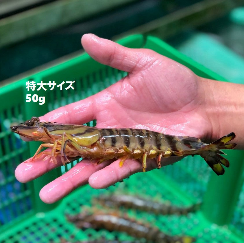活け 高級車海老 生 九州産 他 10尾（小～特大サイズ）豊洲直送 車エビ 車えび クルマエビ【活車エビ10尾】 冷蔵