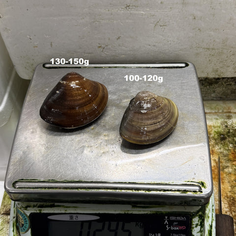 天然 桑名ハマグリ 最高級 蛤 豊洲直送 1キロ（1個約100g/150g）【桑名はまぐり１K】冷蔵