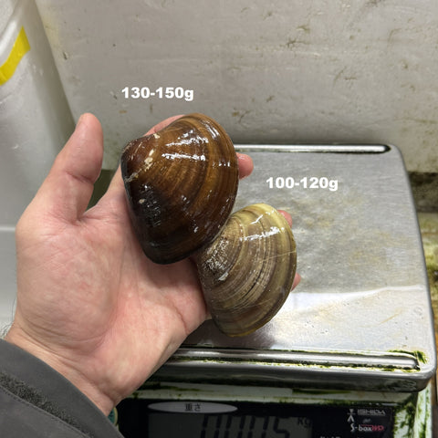 天然 桑名ハマグリ 最高級 蛤 豊洲直送 1キロ（1個約100g/150g）【桑名はまぐり１K】冷蔵