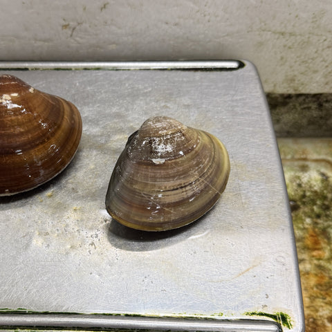 天然 桑名ハマグリ 最高級 蛤 豊洲直送 1キロ（1個約100g/150g）【桑名はまぐり１K】冷蔵