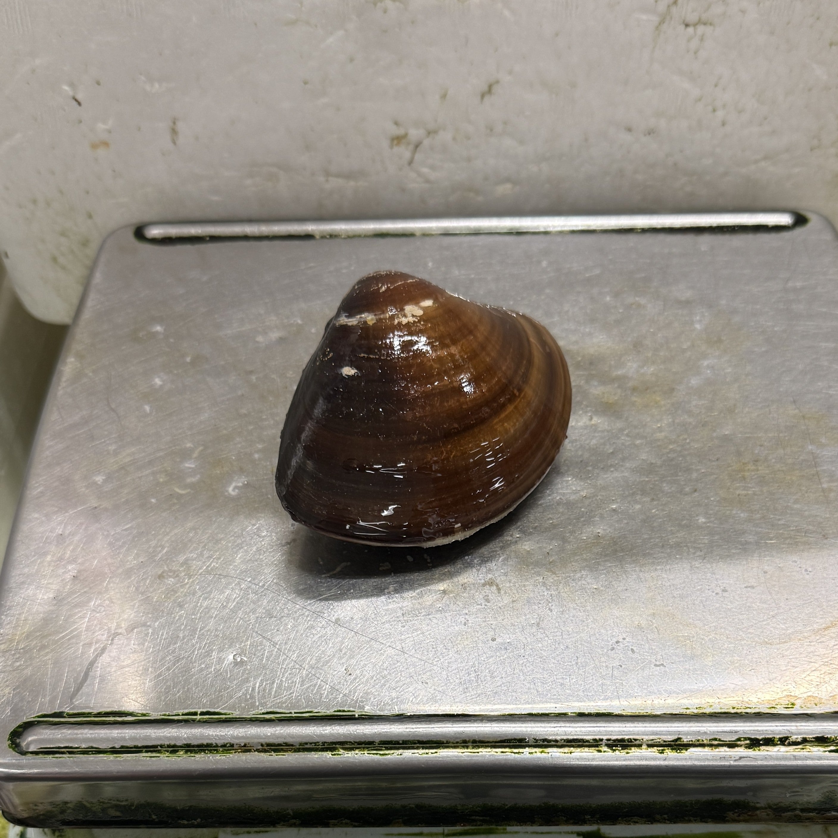 天然 桑名ハマグリ 最高級 蛤 豊洲直送 1キロ（1個約100g/150g）【桑名はまぐり１K】冷蔵