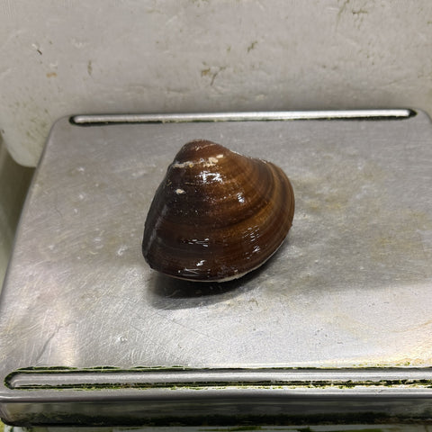 天然 桑名ハマグリ 最高級 蛤 豊洲直送 1キロ（1個約100g/150g）【桑名はまぐり１K】冷蔵