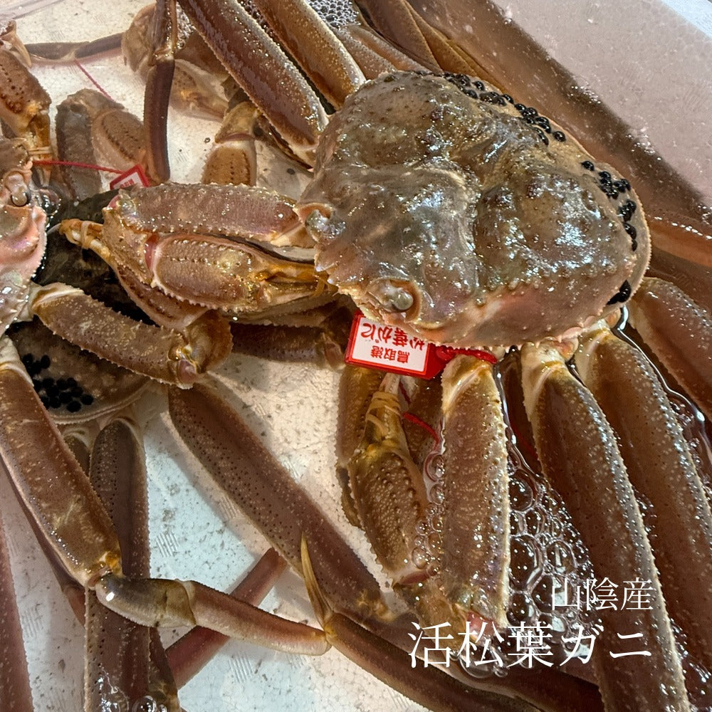 松葉ガニ 500-600g タグ付き 山陰産（鳥取・島根・兵庫） 豊洲市場発送