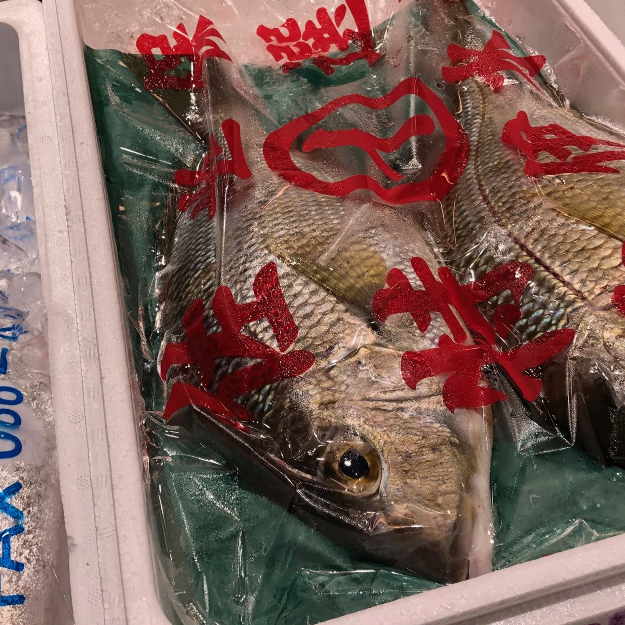 鮮魚通販［豊洲 Okawari鮮魚店］メイチダイ 1尾1キロサイズ 長崎