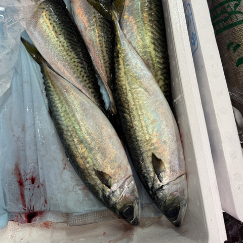 鹿児島長島産 むじょか鯖 鮮魚の姿