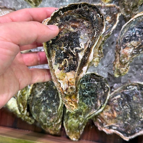 手に持った兵庫県室津産の殻付き岩牡蠣
