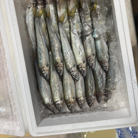 子持ち小鮎20尾の箱詰め状態を示す写真
