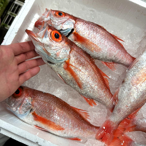 生 のどぐろ 喉黒 赤むつ 小中サイズ （豊洲直送）1尾約300g前後 国産（三陸・新潟・山口・島根・千葉他）アカムツ ギフト 鮮魚 刺身 ノドグロ【生のどぐろ300g】 冷蔵