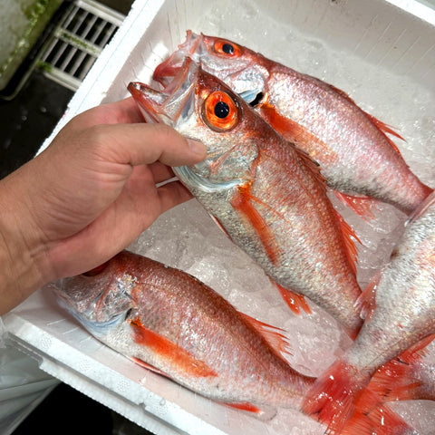 生 のどぐろ 喉黒 赤むつ 小中サイズ （豊洲直送）1尾約300g前後 国産（三陸・新潟・山口・島根・千葉他）アカムツ ギフト 鮮魚 刺身 ノドグロ【生のどぐろ300g】 冷蔵