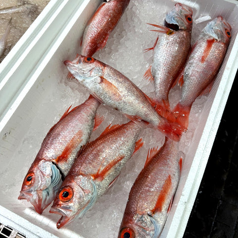 生 のどぐろ 喉黒 赤むつ 小中サイズ （豊洲直送）1尾約300g前後 国産（三陸・新潟・山口・島根・千葉他）アカムツ ギフト 鮮魚 刺身 ノドグロ【生のどぐろ300g】 冷蔵