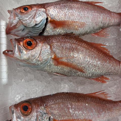 生 のどぐろ 喉黒 赤むつ 小中サイズ （豊洲直送）1尾約300g前後 国産（三陸・新潟・山口・島根・千葉他）アカムツ ギフト 鮮魚 刺身 ノドグロ【生のどぐろ300g】 冷蔵