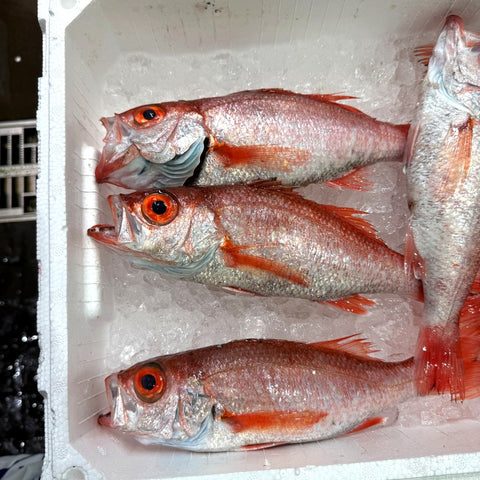 生 のどぐろ 喉黒 赤むつ 小中サイズ （豊洲直送）1尾約300g前後 国産（三陸・新潟・山口・島根・千葉他）アカムツ ギフト 鮮魚 刺身 ノドグロ【生のどぐろ300g】 冷蔵