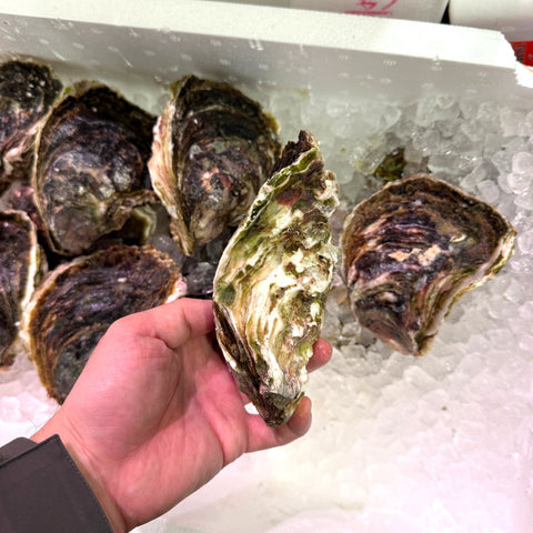 岩牡蠣 島根県隠岐の島産 養殖 特大 2個セット 冷蔵 豊洲直送