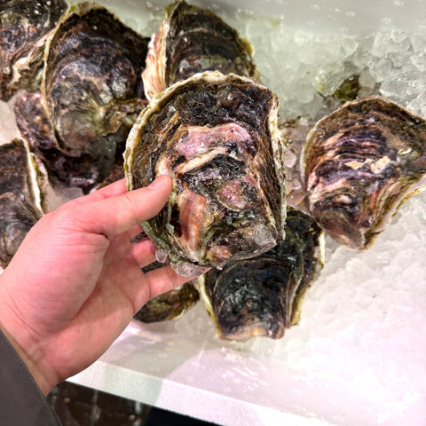 岩牡蠣 島根県隠岐の島産 養殖 特大 2個セット 冷蔵 豊洲直送