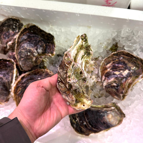 岩牡蠣 島根県隠岐の島産 養殖 特大 2個セット 冷蔵 豊洲直送