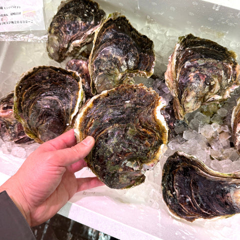 岩牡蠣 島根県隠岐の島産 養殖 特大 2個セット 冷蔵 豊洲直送