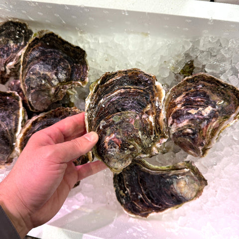 岩牡蠣 島根県隠岐の島産 養殖 特大 2個セット 冷蔵 豊洲直送