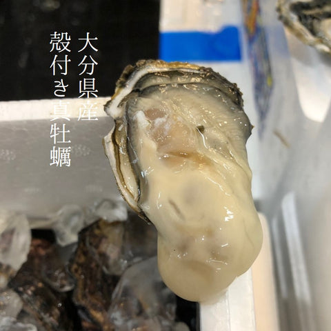 殻付き牡蠣 大分県大入島産 生食用 真牡蠣 シングルシード 小サイズ 10個【大分真牡蠣SS_10個】冷蔵 豊洲直送