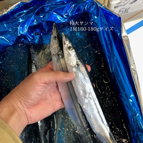 新サンマ 鮮魚 北海道産 計5尾（大・特大・超特大サイズ）【秋刀魚5尾】冷蔵 豊洲市場
