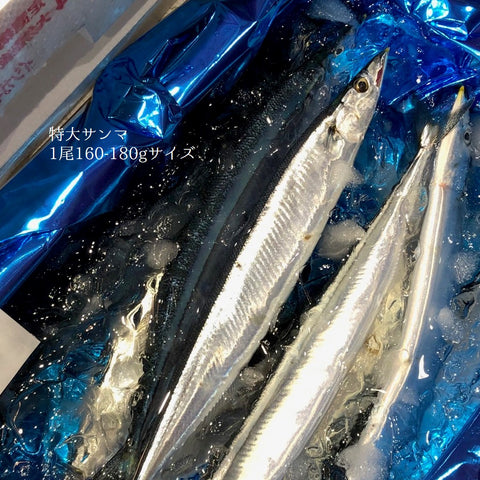 新サンマ 鮮魚 北海道産 計5尾（大・特大・超特大サイズ）【秋刀魚5尾】冷蔵 豊洲市場