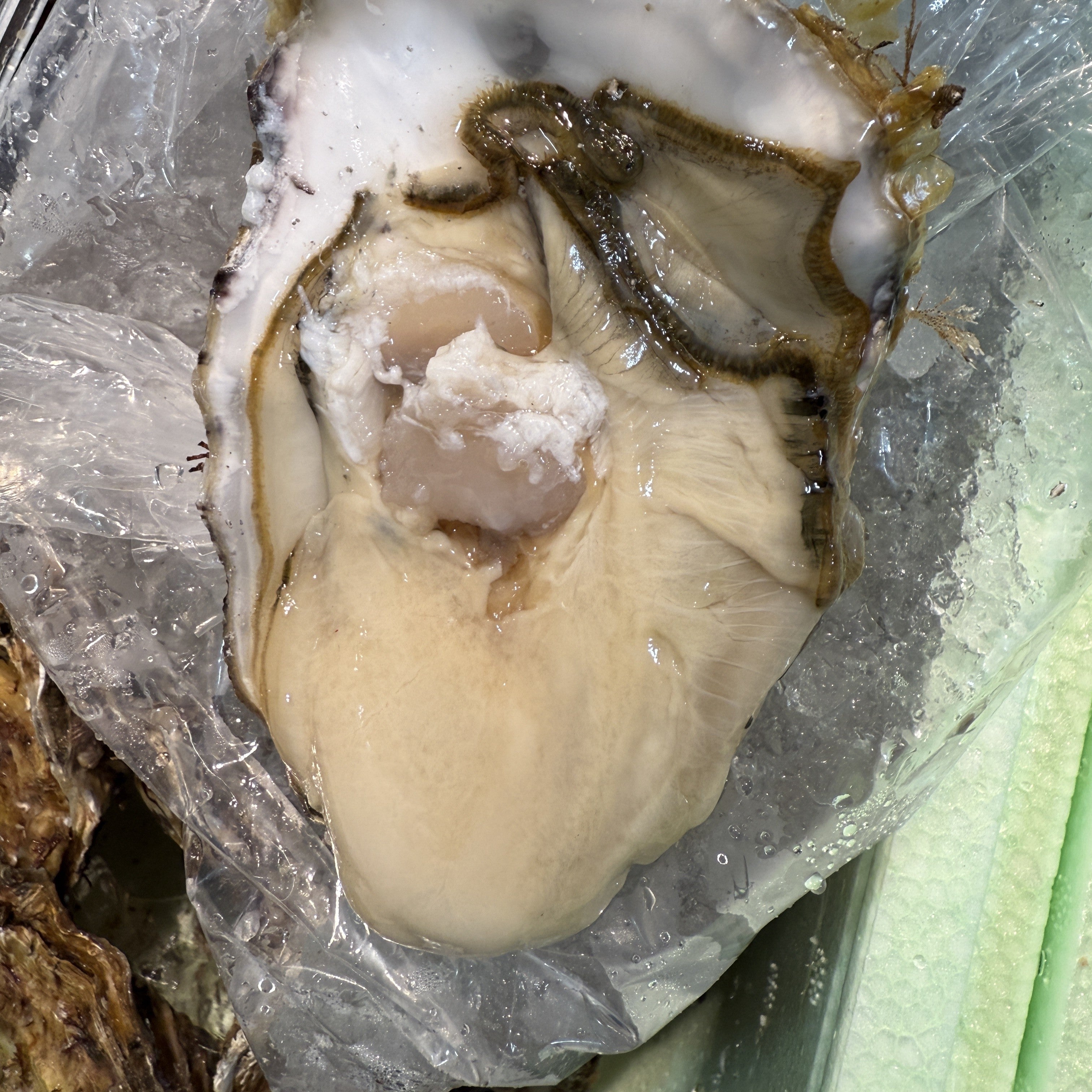 三陸産 殻付き真牡蠣 生食用 豊洲市場厳選 身入り重視 5個/10個/20個入り（1個/150-200g） 【三陸牡蠣150-200g】 冷蔵