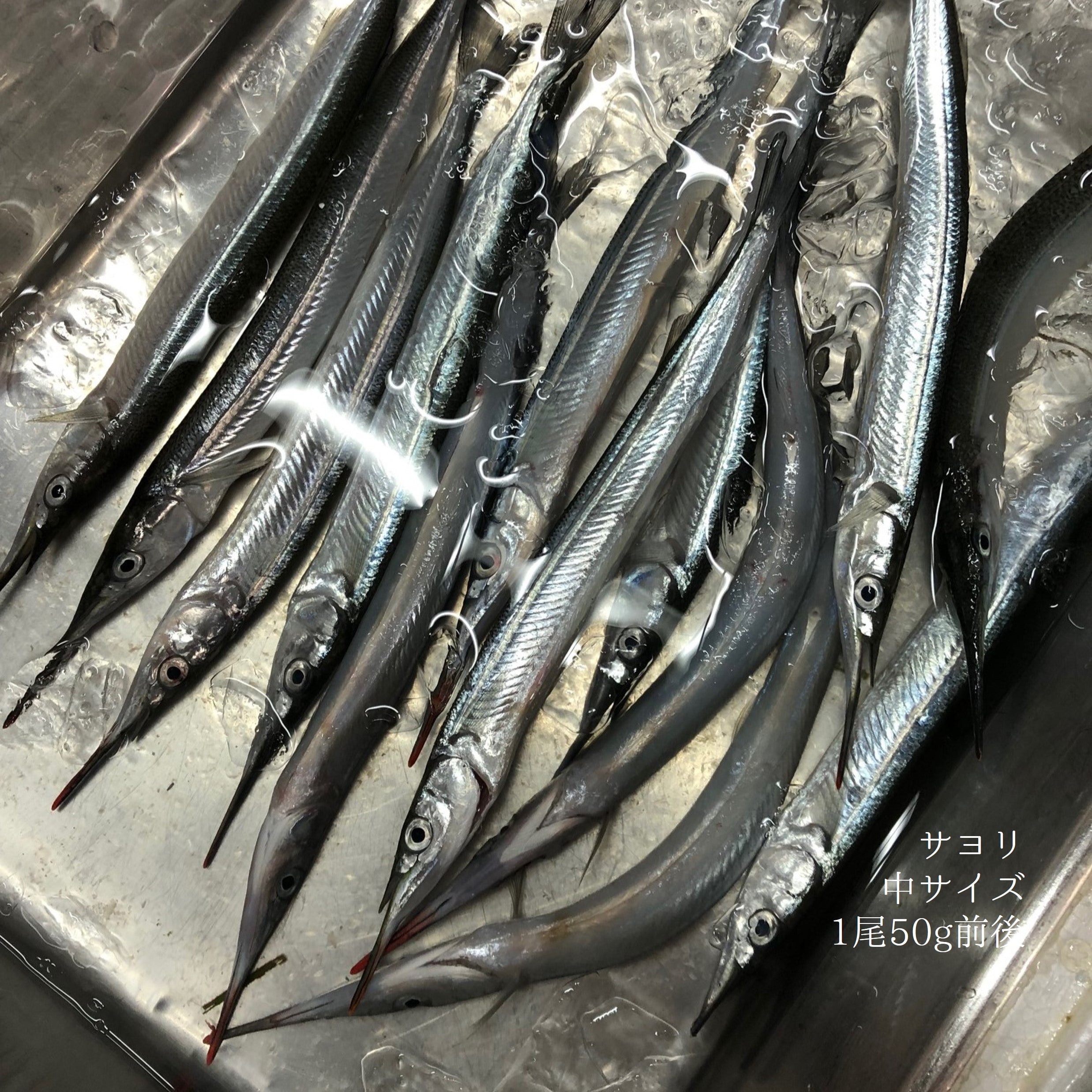 サヨリ 特選 閂 カンヌキ 国産（茨城・竹岡他）豊洲直送 500g 細魚 刺身【サヨリ500g】 冷蔵