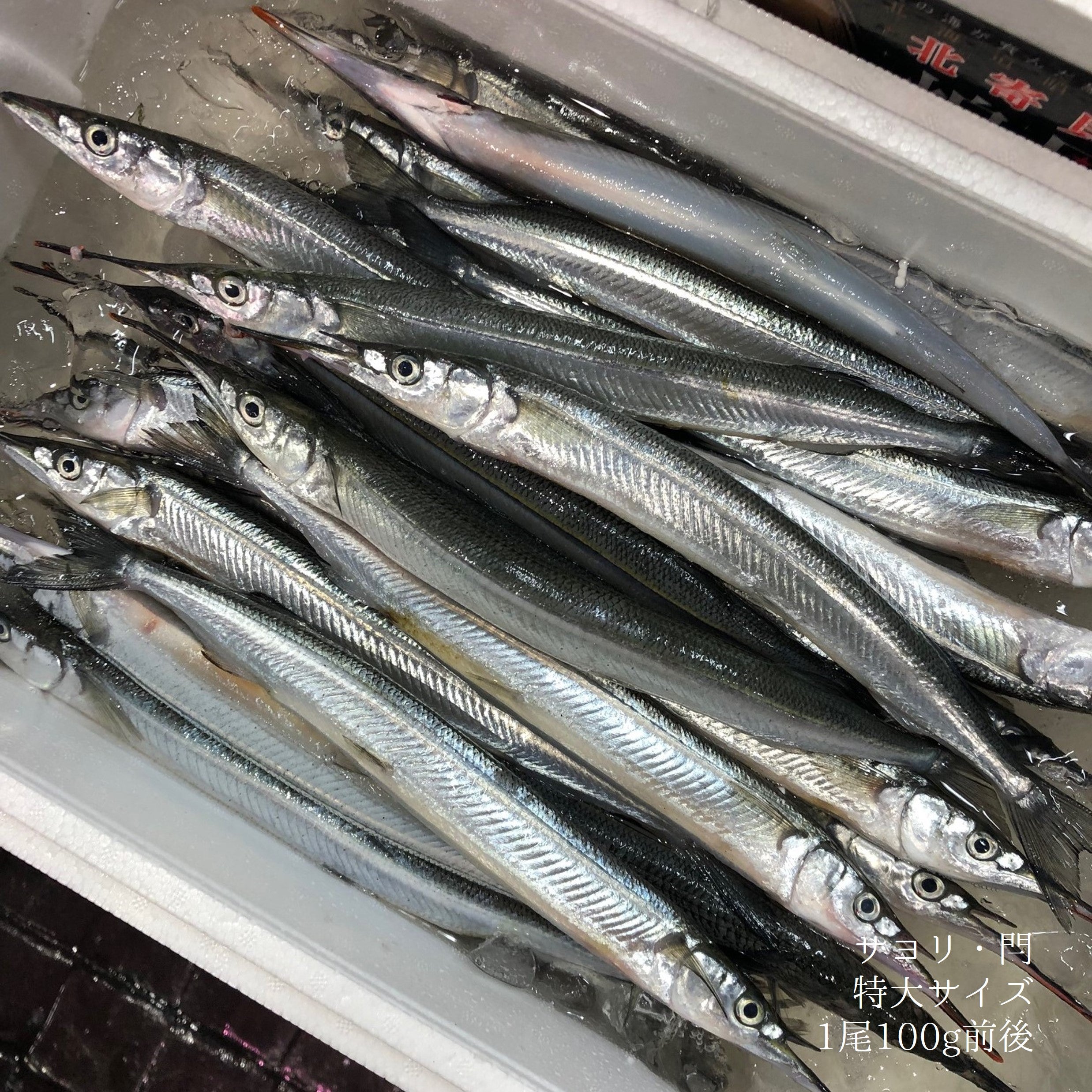 サヨリ 特選 閂 カンヌキ 国産（茨城・竹岡他）豊洲直送 500g 細魚 刺身【サヨリ500g】 冷蔵