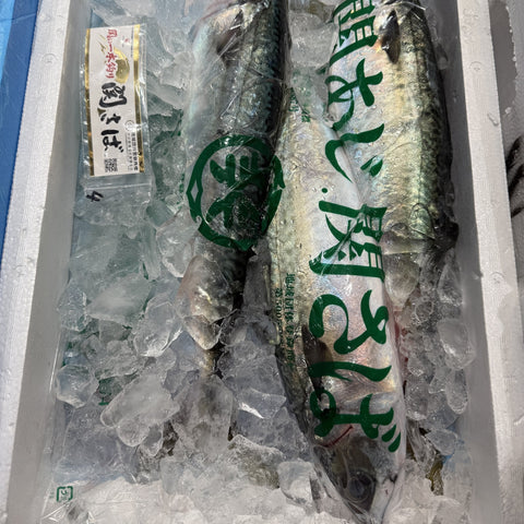 関サバ 1尾（900g〜1kg）大分県佐賀関産｜活〆・冷蔵｜豊洲市場より