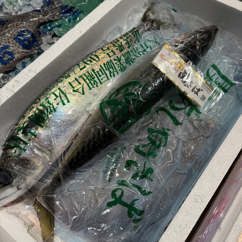 関サバ 1尾（900g〜1kg）大分県佐賀関産｜活〆・冷蔵｜豊洲市場より