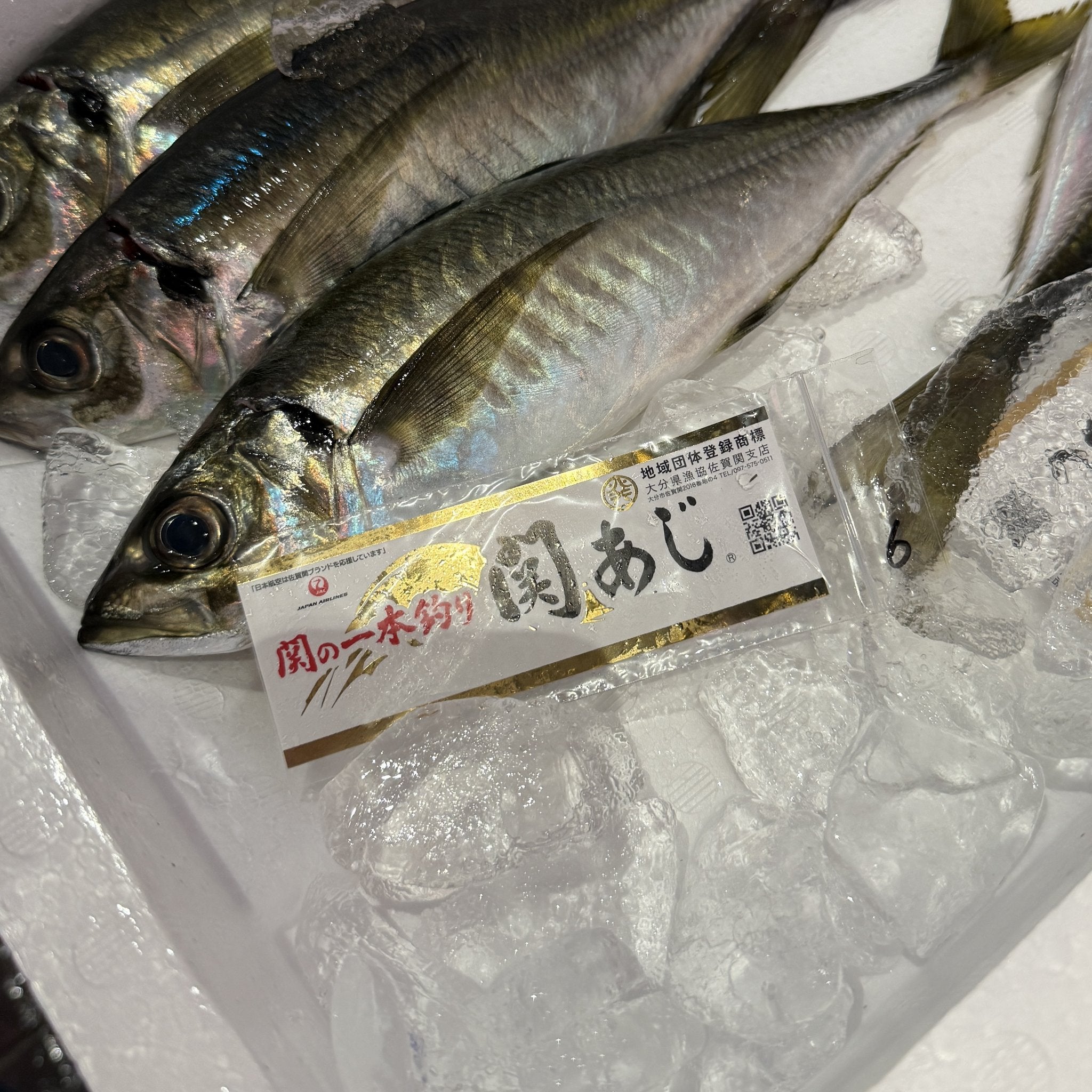 関アジ 300g×2尾 豊後水道 瀬付きマアジ | 豊洲Okawari鮮魚店