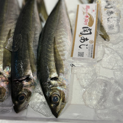 豊後水道産 関アジ 鮮魚の姿（氷詰め）