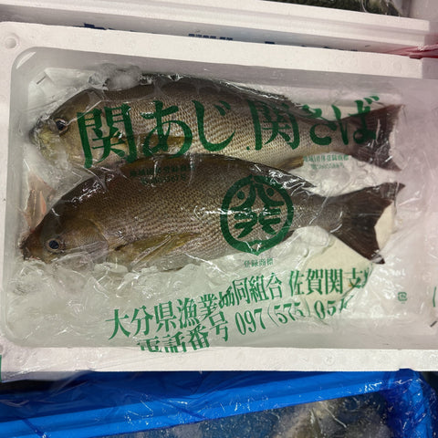 豊後水道産 関イサキ 鮮魚の姿（氷詰め）