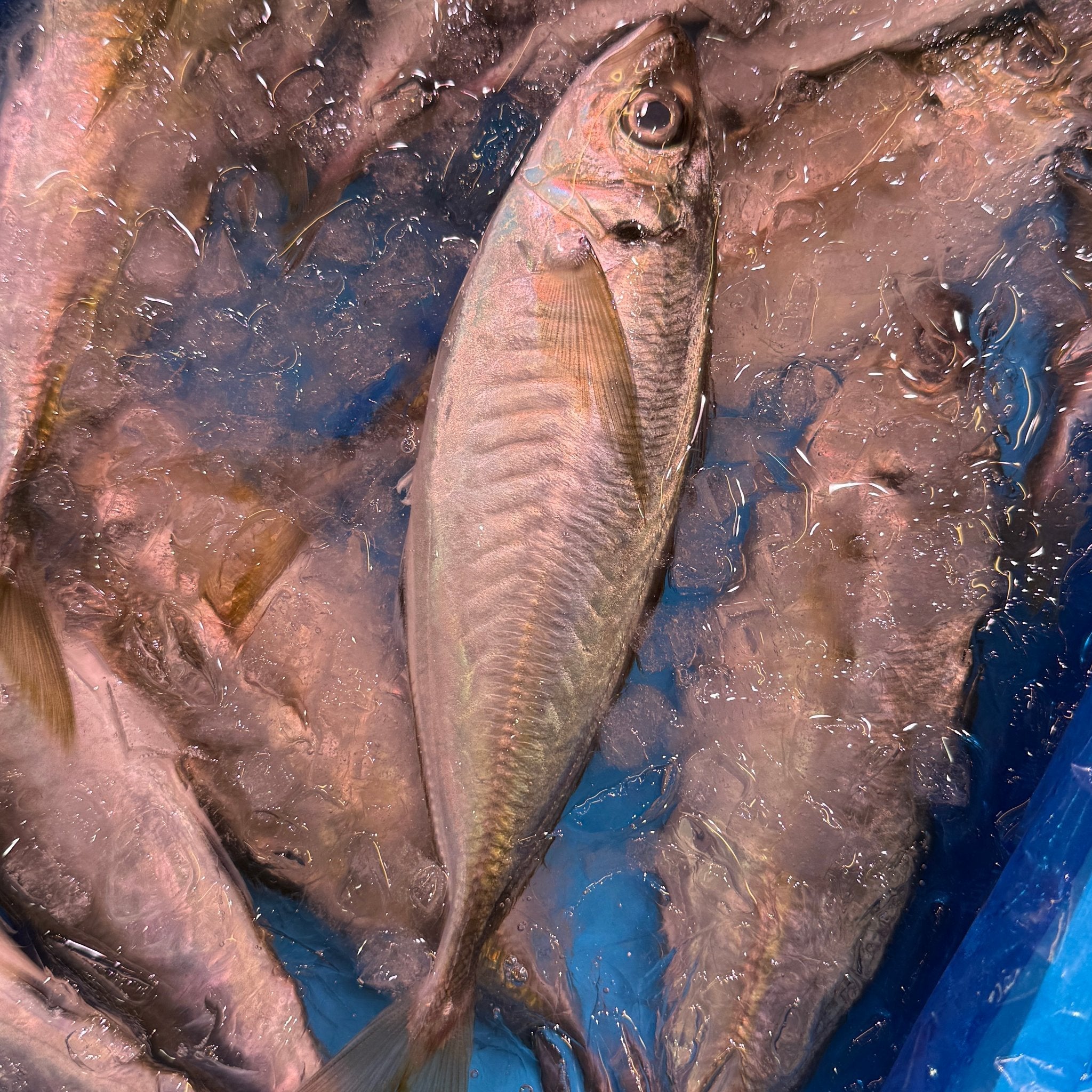 山口県産 瀬付きアジ 200-300g×3尾 ブランド鯵 冷蔵 | 豊洲Okawari鮮魚店