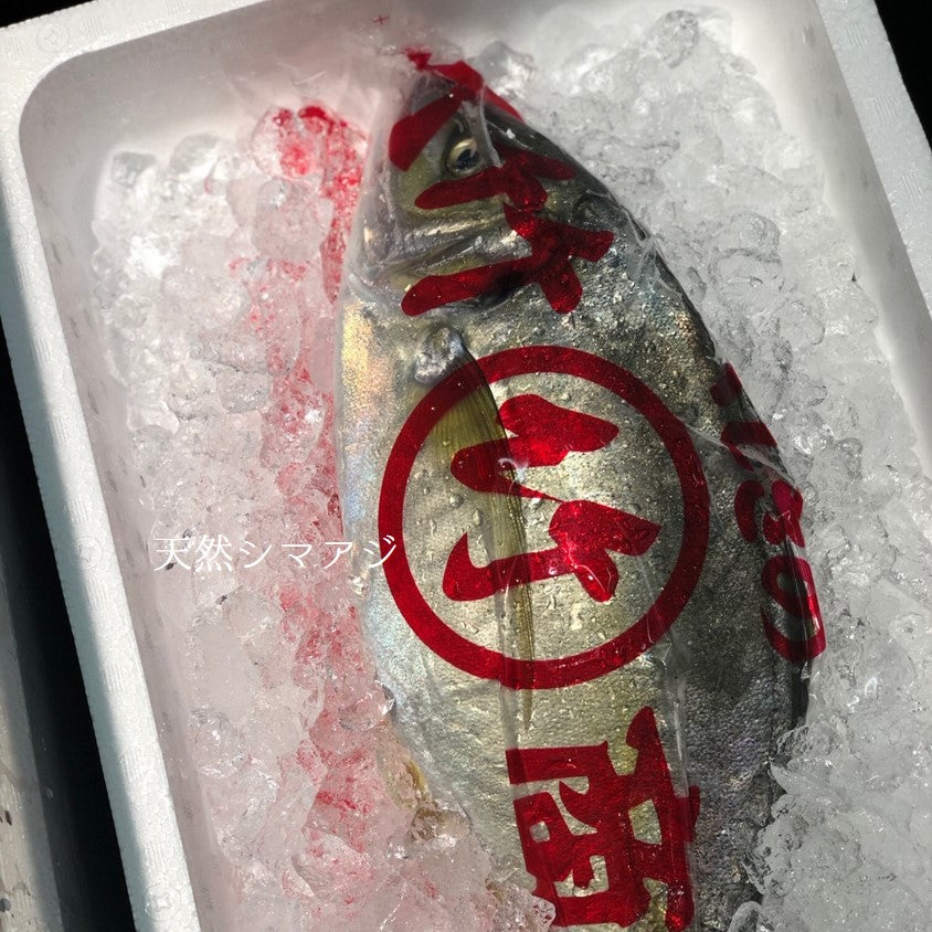 天然シマアジ しまあじ 最高級 1尾 高知 他【天然縞鯵】冷蔵