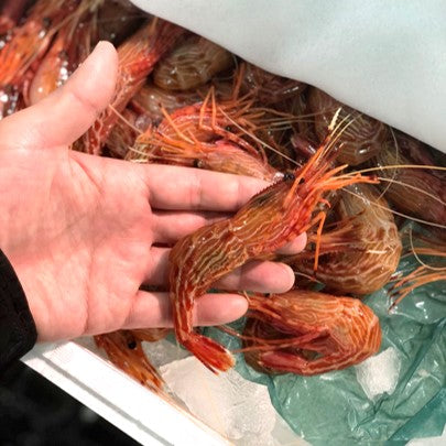 生 シマエビ 縞海老 500g前後（1尾20-25g・約20-25尾）生食用【縞エビ0.5k】冷蔵 豊洲直送