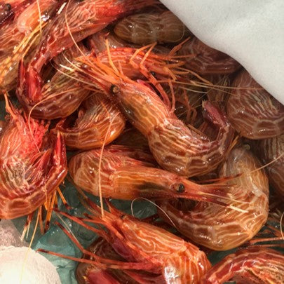 生 シマエビ 縞海老 500g前後（1尾20-25g・約20-25尾）生食用【縞エビ0.5k】冷蔵 豊洲直送