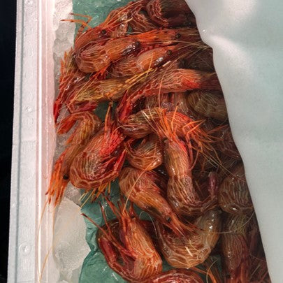 生 シマエビ 縞海老 500g前後（1尾20-25g・約20-25尾）生食用【縞エビ0.5k】冷蔵 豊洲直送