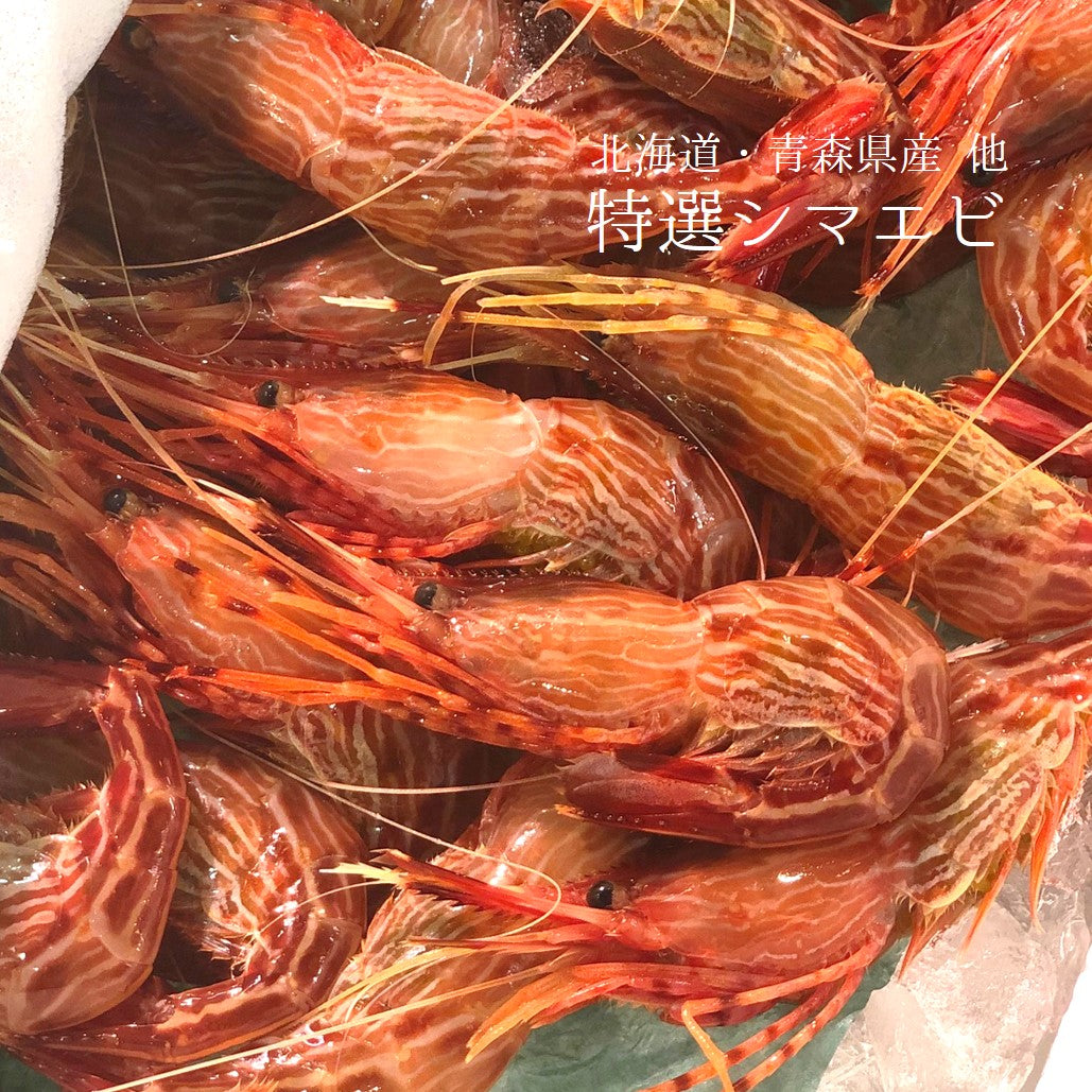 生 シマエビ 縞海老 500g前後（1尾20-25g・約20-25尾）生食用【縞エビ0.5k】冷蔵 豊洲直送