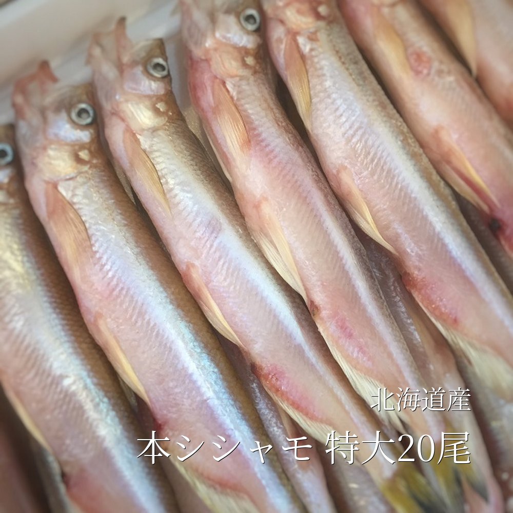 本ししゃも オス 特大20尾 北海道産鵡川 広尾 等【本シシャモオス特大20尾】冷凍 豊洲直送