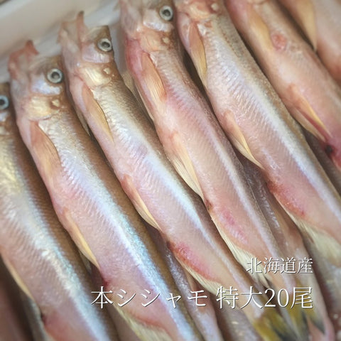 本ししゃも オス 特大20尾 北海道産鵡川 広尾 等【本シシャモオス特大20尾】冷凍 豊洲直送