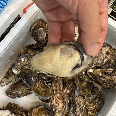 小豆島産 真牡蠣の身入りを手に持って示した写真