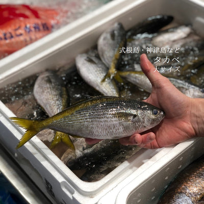 タカベ 大～特大サイズ 約500g（2-3尾入・1尾約150/250g）式根島・神津島・高知県など【タカベ500g】冷蔵 豊洲直送