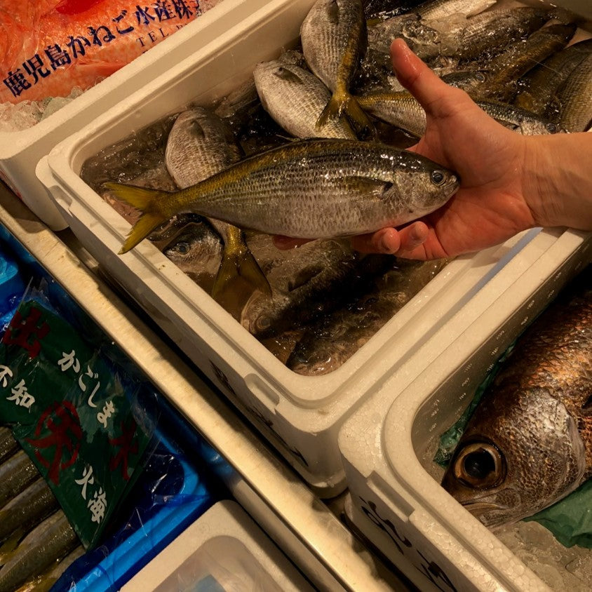 タカベ 鰖 大～特大サイズ 約500g（2-3尾入・1尾約150/250g）式根島・神津島・高知県など【タカベ500g】冷蔵 豊洲直送
