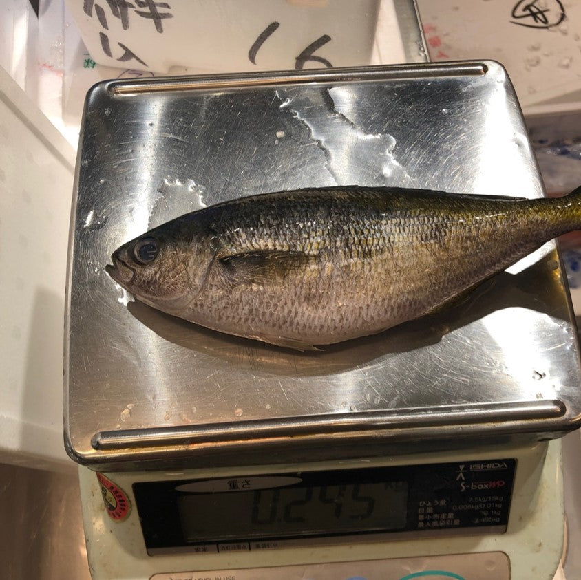 タカベ 鰖 大～特大サイズ 約500g（2-3尾入・1尾約150/250g）式根島・神津島・高知県など【タカベ500g】冷蔵 豊洲直送